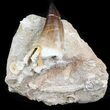 Mosasaur Tooth With Shark Tooth & Vertebra #35094-1